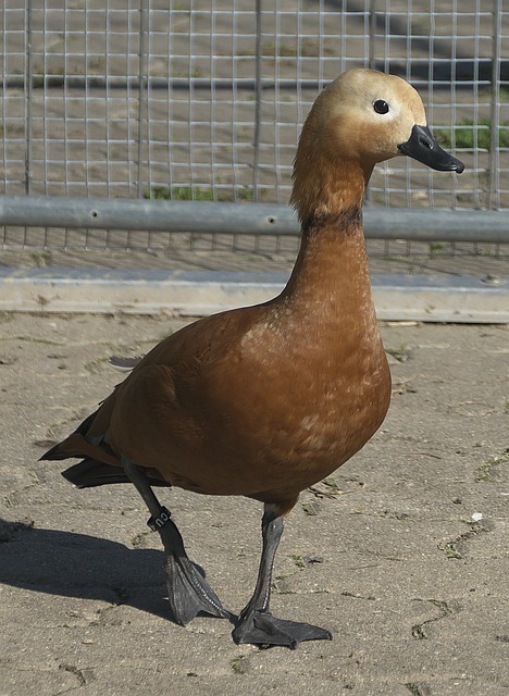 些具备